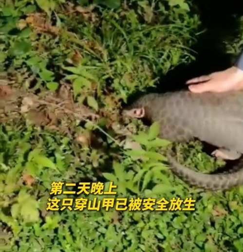 转发这条鲮鲤！货车司机救下的“胖宝宝”，是国家一级保护动物！