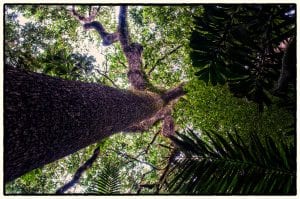 Ejemplar adulto de Nuez de Brasil