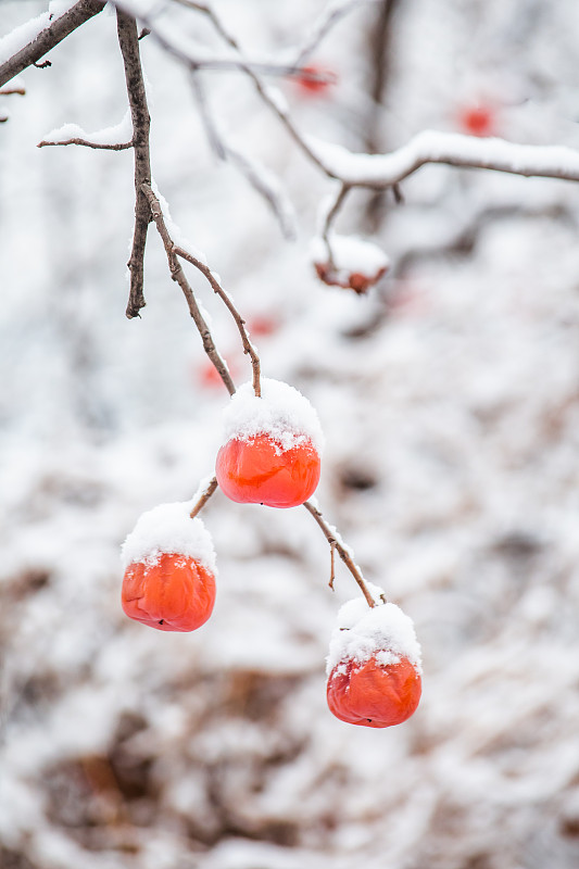 雪柿图片下载