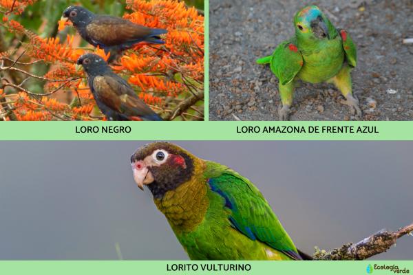 Tipos de loros -