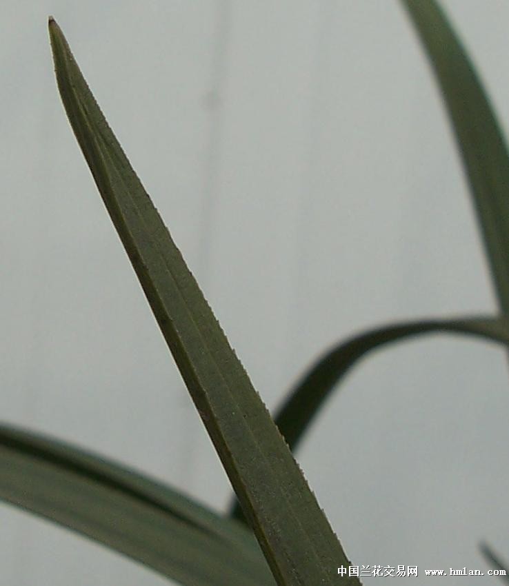 点击图片在新窗口浏览原图