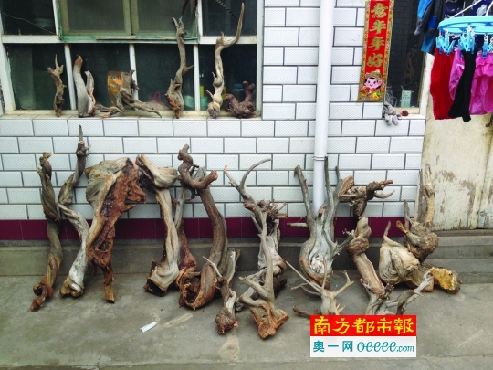 太原南宫市场，一处贩卖崖柏的摊位。14-15版摄影：南都记者 高龙