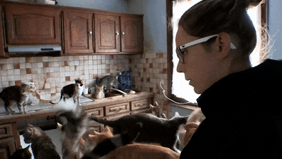 收养了159只猫却被判终生禁养：因为得了动物囤积症