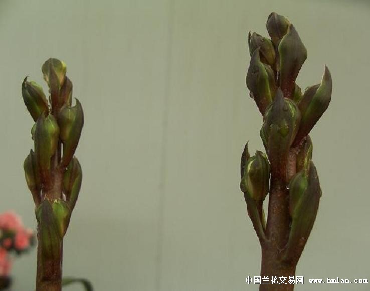 点击图片在新窗口浏览原图