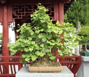 El bonsái de Ginkgo es una planta muy decorativa