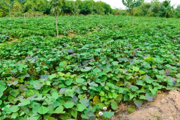 粮油作物的种类,常见水稻、小麦、油菜和花生等品种