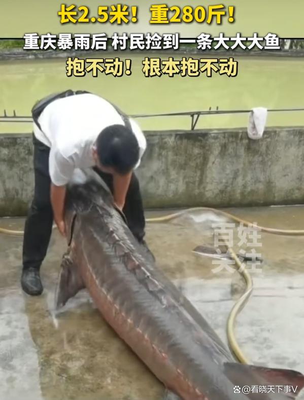 若你捡到280斤大鱼会怎么做 先别急着吃，或为保护动物