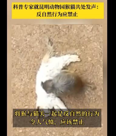 专家称猴猫共处是反自然行为
