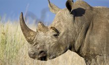 犀牛
