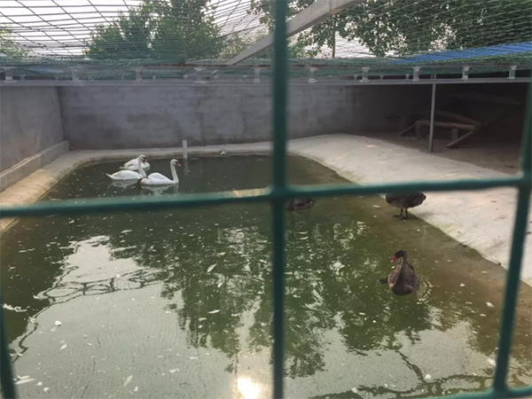 被举报公司养殖的动物 连云港市自然资源和规划局微信公众号 图