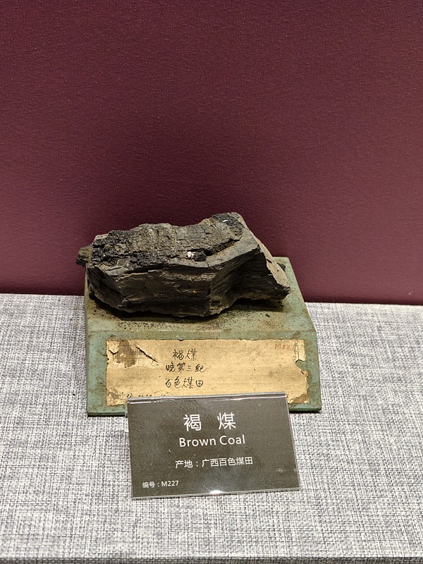 广西自然资源博物馆褐煤图片下载