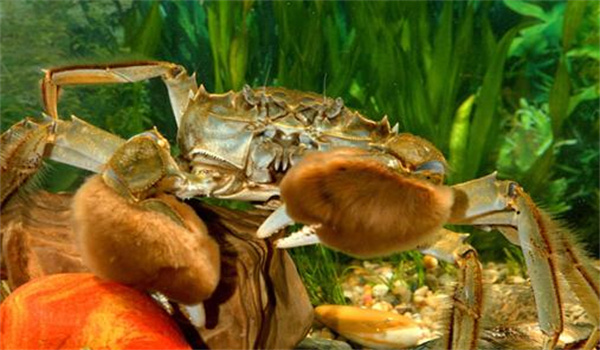 河蟹善于争食与格斗