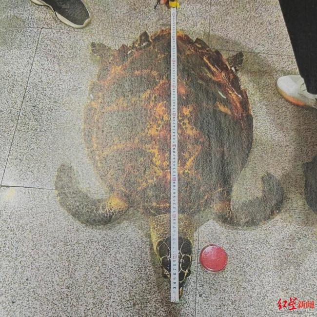 男子迷信花8000元买玳瑁镇宅被判刑