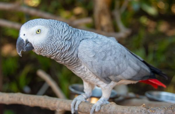 Tipos de loros - Loro yaco o loro gris africano (Psittacus erithacus)