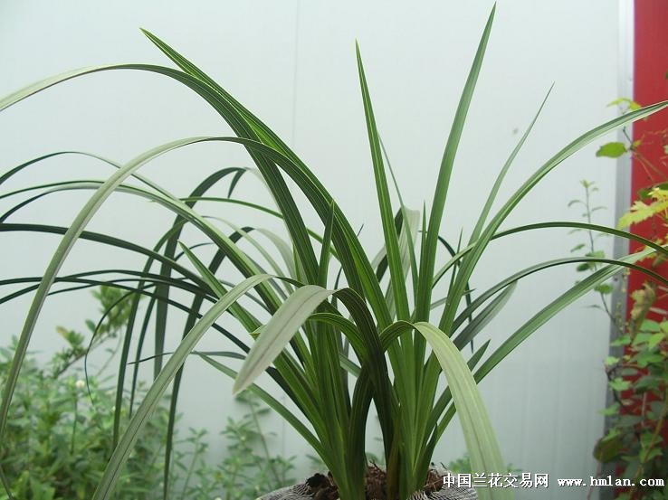 点击图片在新窗口浏览原图