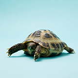 冷凍コオロギをあげられるおすすめの爬虫類、両生類(北国に住んでいてエアコンが一般的ではないのでヒーターの都合上小型の生き物が望ましいです) 現在家にはレオパ一匹のみなのですが冷凍コオロギのSALEでちょっと多く買いすぎました
もう1匹レオパいてもいいなとも思うのですがほかにどんな選択肢があるのか知りたくて、何かおすすめの生き物がいたらいいなと思い質問させてもらいました

家は○○にあげ...