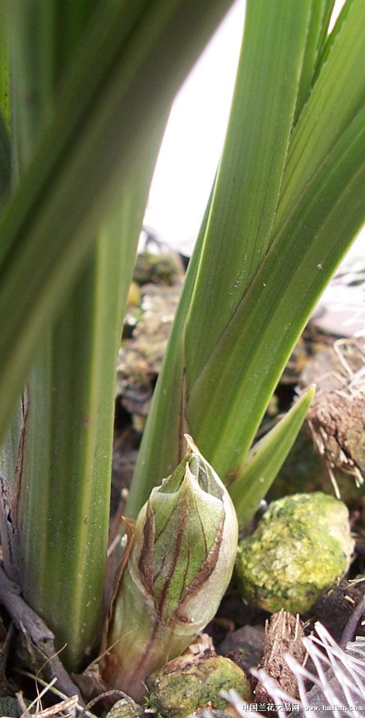 点击图片在新窗口浏览原图