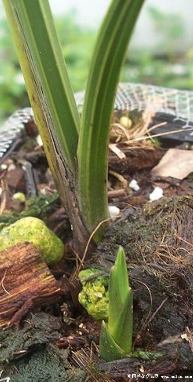 点击图片在新窗口浏览原图