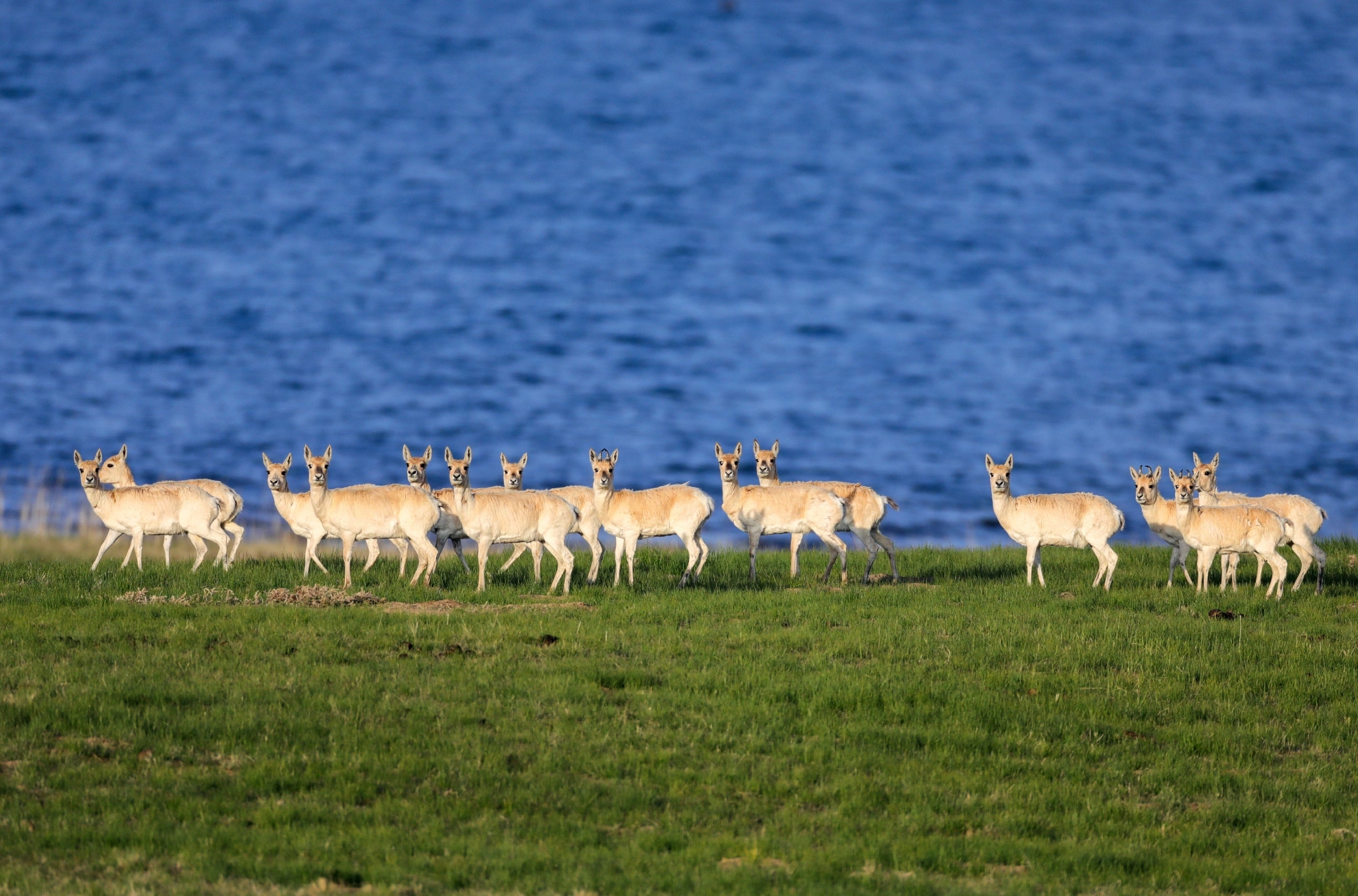 湖滨的普氏原羚（青海湖鸟岛国际重要湿地）。国家林业和草原局供图