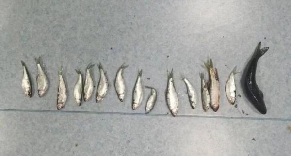 “禁渔期”非法捕捞，4人被抓！