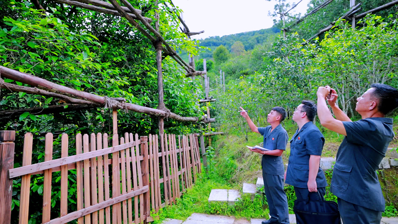 双江县人民法院法官到茶山实地勘验现场。石桂琼摄
