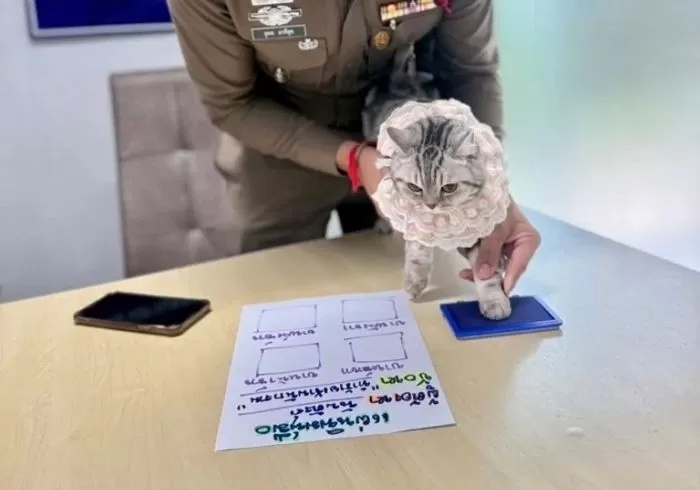 猫咪“暴力袭警”被依法逮捕！入案照走红