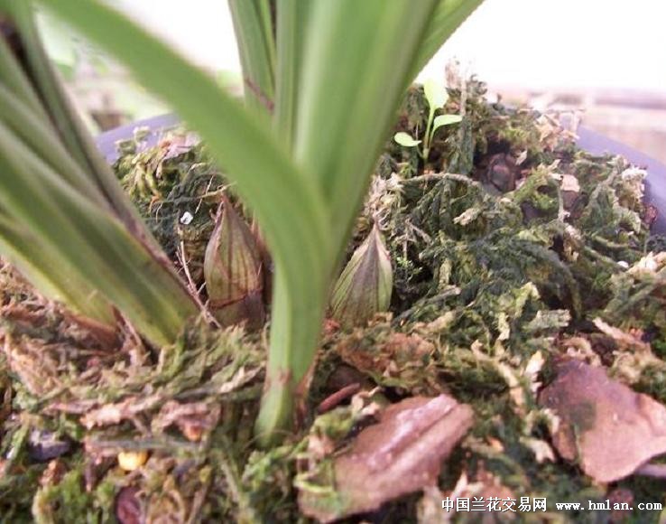 点击图片在新窗口浏览原图