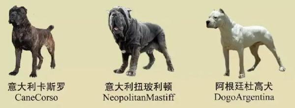 速看！南京养犬规定