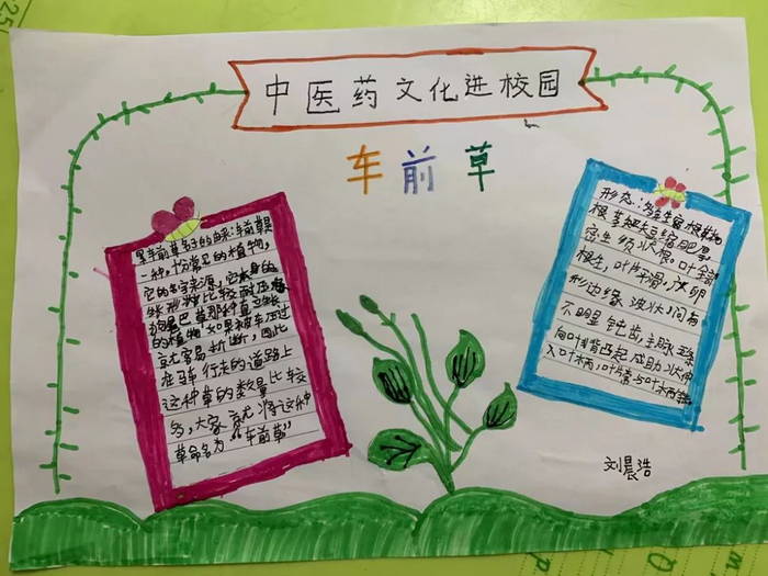 小学生中医药文化进校园手抄报