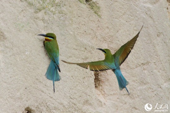 栗喉蜂虎拥有热带鸟类艳丽的羽毛特征。人民网 陈博摄