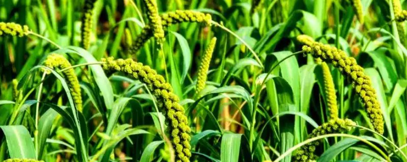 粮油作物的种类,常见水稻、小麦、油菜和花生等品种