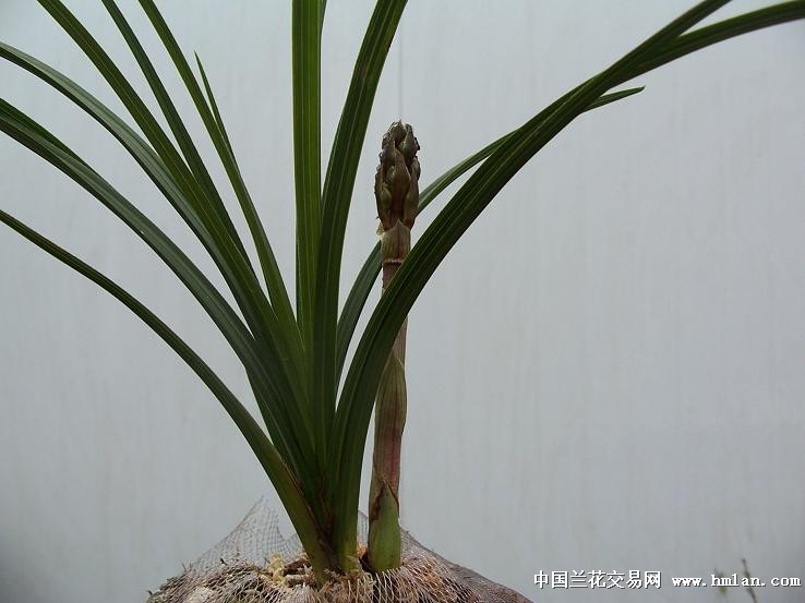 点击图片在新窗口浏览原图