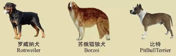 速看！南京养犬规定