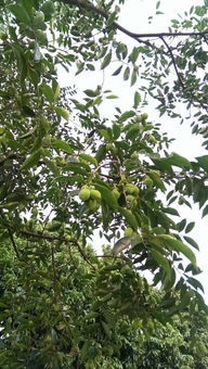 农村常见的树木300种