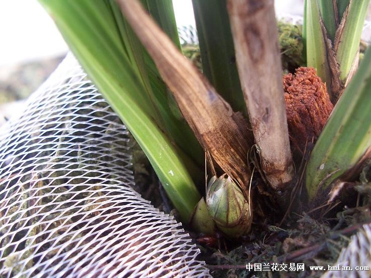 点击图片在新窗口浏览原图