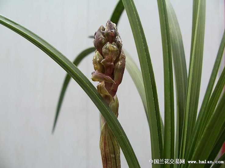 点击图片在新窗口浏览原图