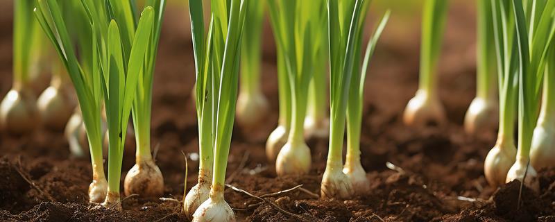 哪些作物适合在10月份种植,蒜苗、生菜、菠菜等蔬菜均可在此时栽培