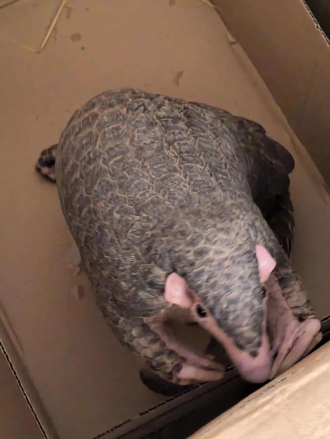 转发这条鲮鲤！货车司机救下的“胖宝宝”，是国家一级保护动物！