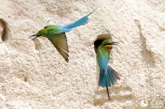 在岩壁上安家的栗喉蜂虎。人民网 陈博摄