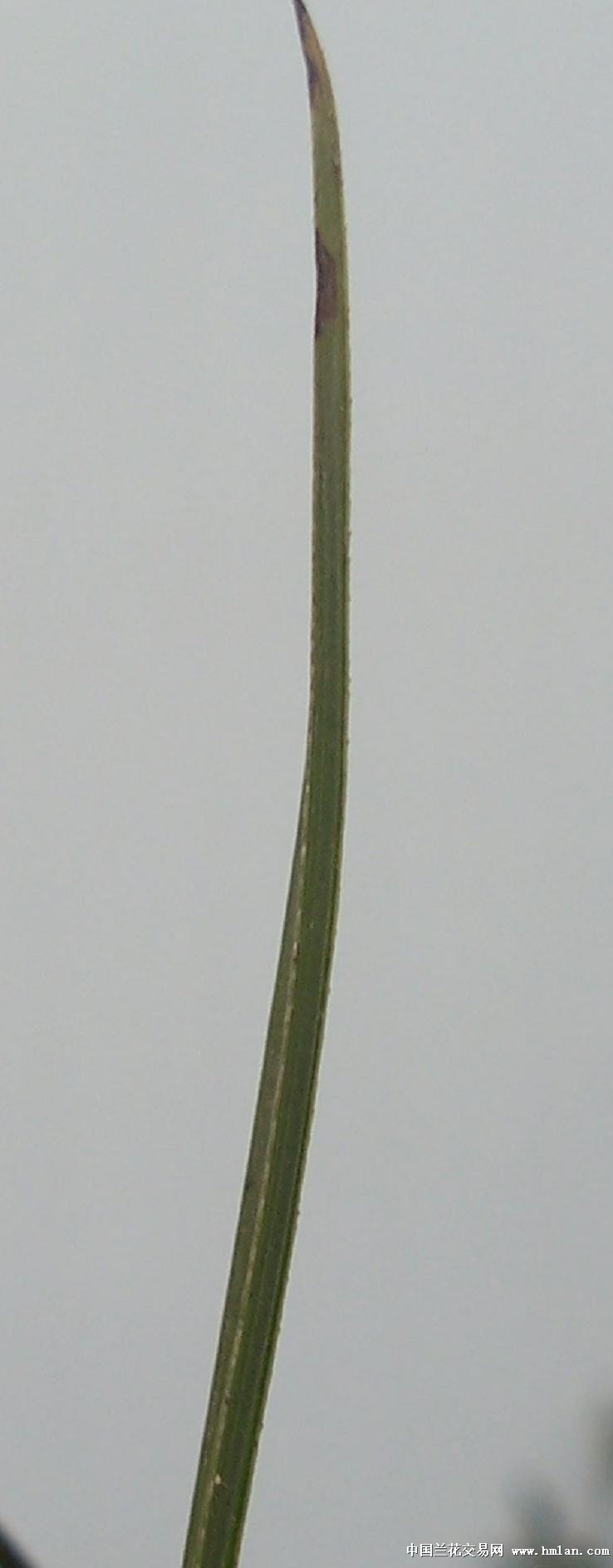 点击图片在新窗口浏览原图