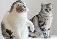 梦见猫咪是什么意思 梦见猫咪是什么预兆