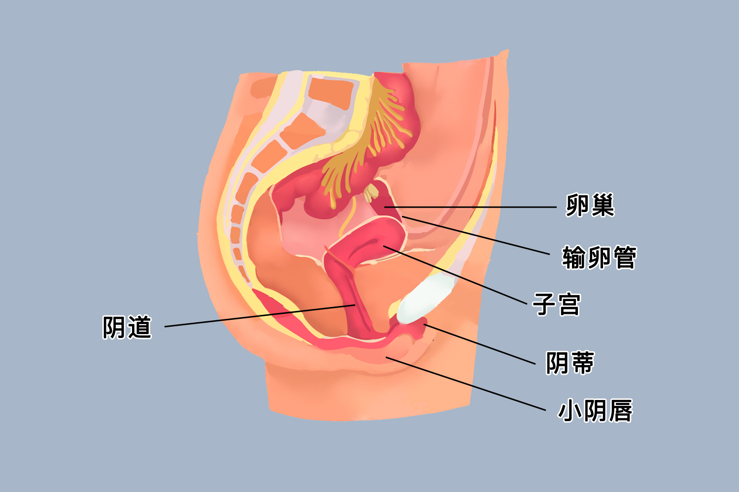 女性内生殖器解剖图
