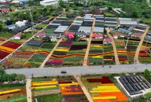 太惊艳,60多万盆花卉苗木亮相桂林“找婆家”