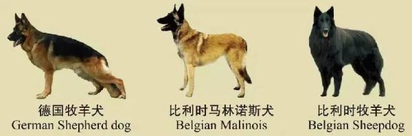 速看！南京养犬规定