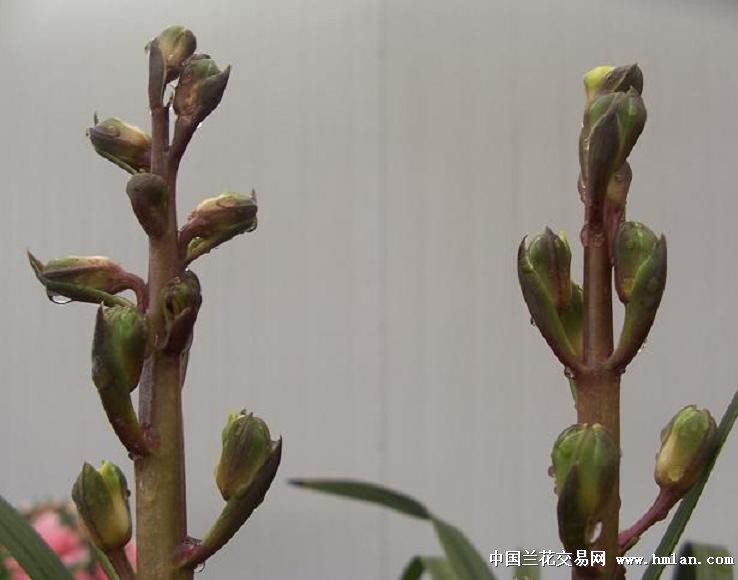 点击图片在新窗口浏览原图