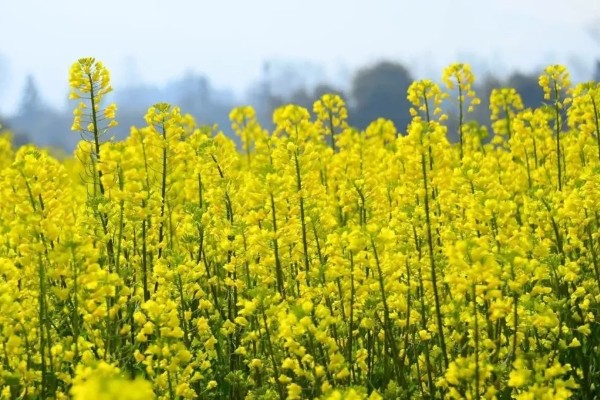 粮油作物的种类,常见水稻、小麦、油菜和花生等品种
