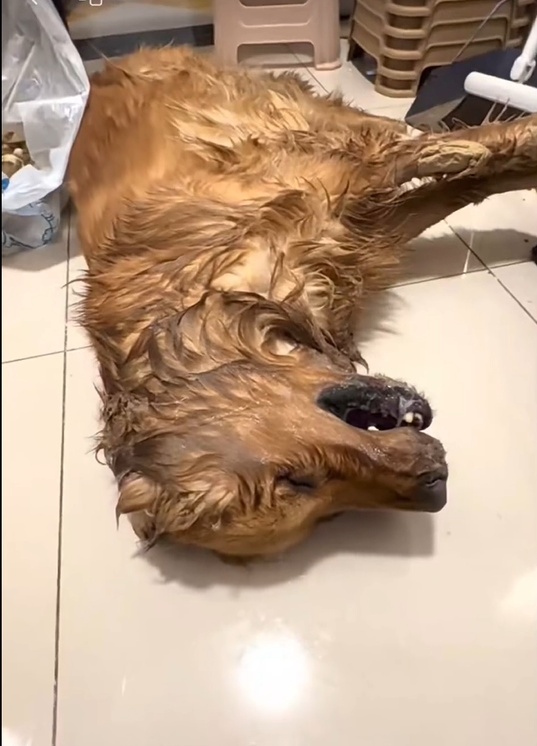 云南一公园疑有人恶意投毒，多只宠物狗死亡！警方介入