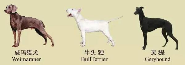 速看！南京养犬规定