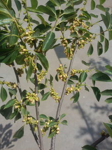 常见树的种类名称及图片