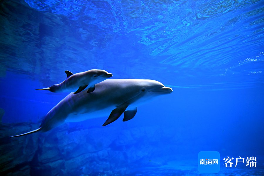 7月19日，在海南海洋欢乐世界度假区，“娜雅”和它诞下的海豚宝宝。记者 沙晓峰摄